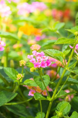 Renkli çiçeklerin arkaplan resmi