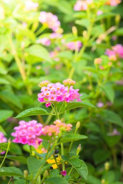 Renkli çiçeklerin arkaplan resmi