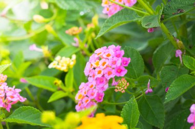 Renkli çiçeklerin arkaplan resmi