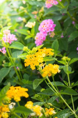 Renkli çiçeklerin arkaplan resmi