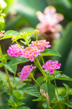 Renkli çiçeklerin arkaplan resmi