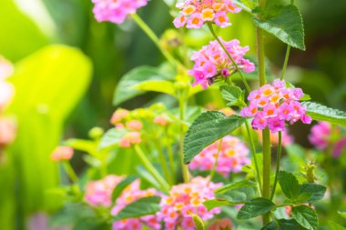 Renkli çiçeklerin arkaplan resmi