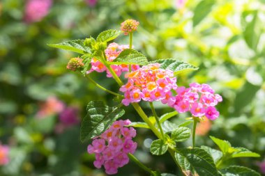 Renkli çiçeklerin arkaplan resmi