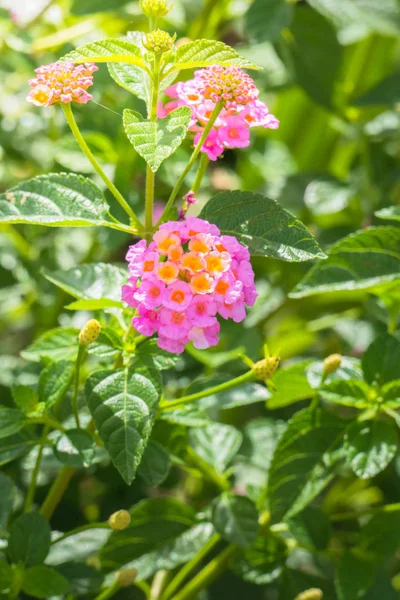 Renkli çiçeklerin arkaplan resmi