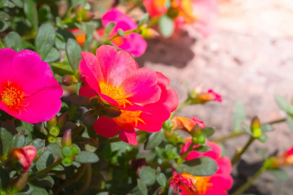 Renkli çiçeklerin arkaplan resmi