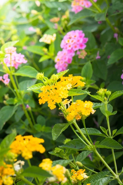 Renkli çiçeklerin arkaplan resmi