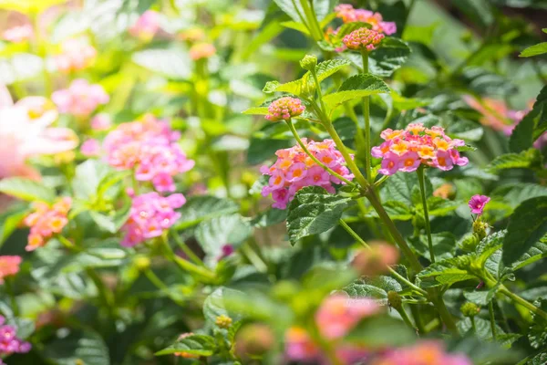 Renkli çiçeklerin arkaplan resmi