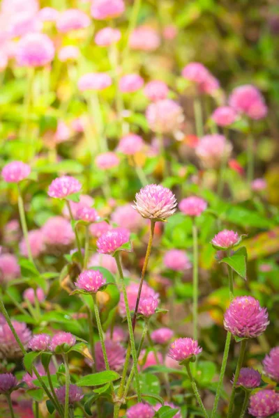 Renkli çiçeklerin arkaplan resmi