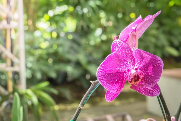 Renkli çiçeklerin arkaplan resmi