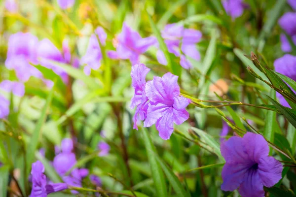 Bakgrundsbilden av de färgglada blommor — Stockfoto
