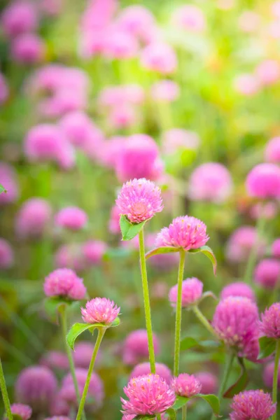 Renkli çiçeklerin arkaplan resmi