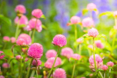 Renkli çiçeklerin arkaplan resmi