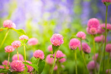 Renkli çiçeklerin arkaplan resmi