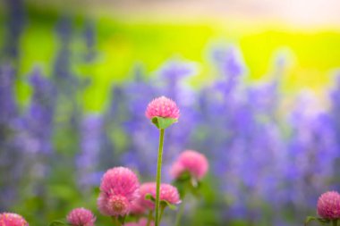 Renkli çiçeklerin arkaplan resmi