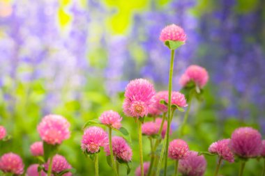 Renkli çiçeklerin arkaplan resmi