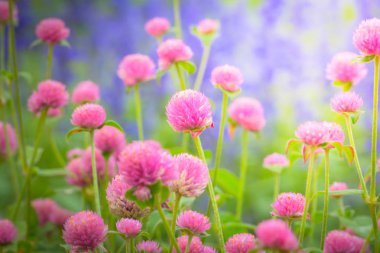 Renkli çiçeklerin arkaplan resmi