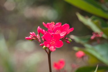 Renkli çiçeklerin arkaplan resmi