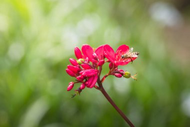 Renkli çiçeklerin arkaplan resmi