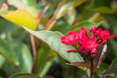 Renkli çiçeklerin arkaplan resmi