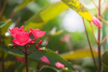 Renkli çiçeklerin arkaplan resmi