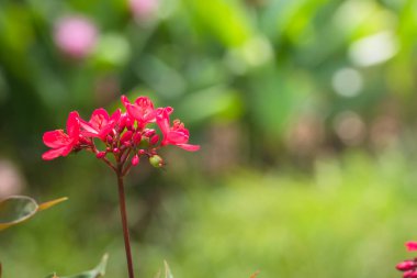 Renkli çiçeklerin arkaplan resmi
