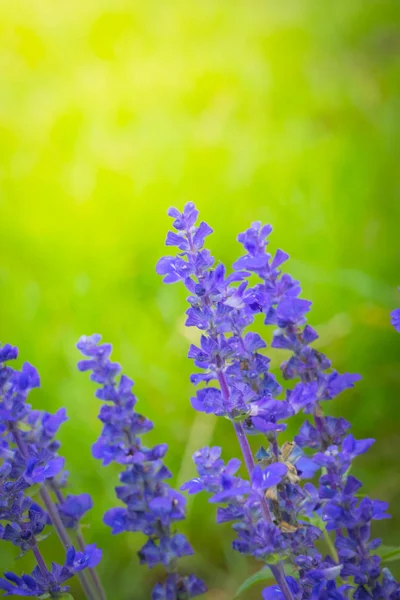 L'immagine di sfondo dei fiori colorati — Foto Stock