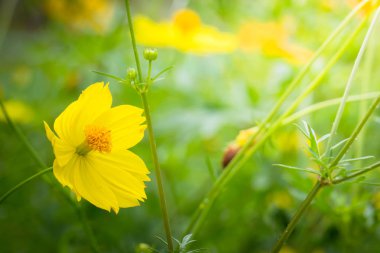 Renkli çiçeklerin arkaplan resmi