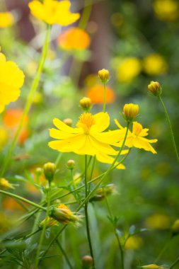 Renkli çiçeklerin arkaplan resmi