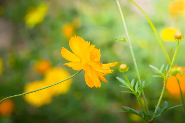 De achtergrond afbeelding van de kleurrijke bloemen — Stockfoto