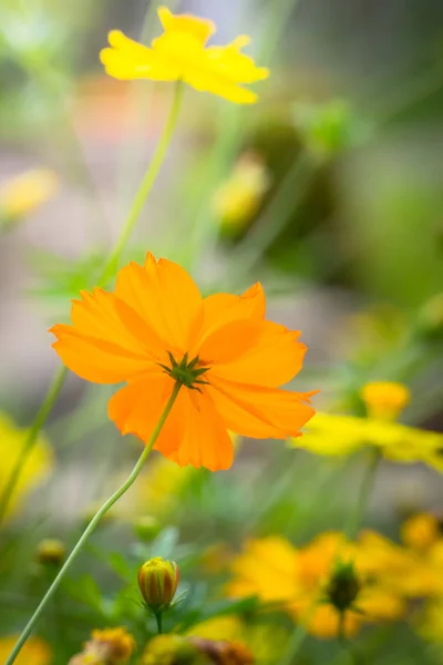 La imagen de fondo de las flores de colores —  Fotos de Stock