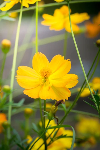 De achtergrond afbeelding van de kleurrijke bloemen — Stockfoto