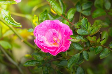 Renkli çiçeklerin arkaplan resmi