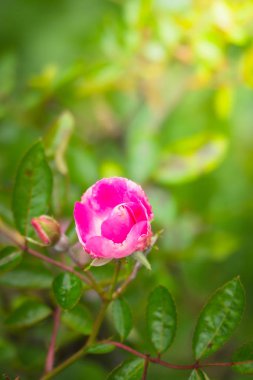 Renkli çiçeklerin arkaplan resmi