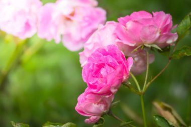 Renkli çiçeklerin arkaplan resmi