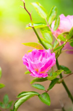 Renkli çiçeklerin arkaplan resmi