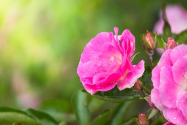 Renkli çiçeklerin arkaplan resmi