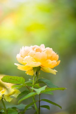 Renkli çiçeklerin arkaplan resmi