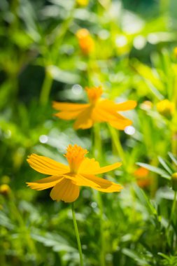 Renkli çiçeklerin arkaplan resmi