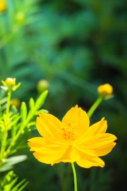 Renkli çiçeklerin arkaplan resmi