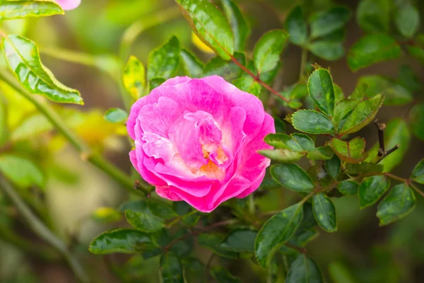 Renkli çiçeklerin arkaplan resmi