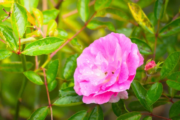 Renkli çiçeklerin arkaplan resmi