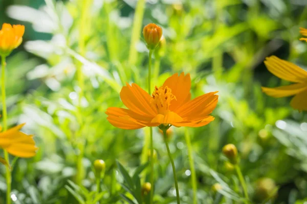 Renkli çiçeklerin arkaplan resmi