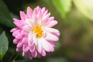 Renkli çiçeklerin arkaplan resmi