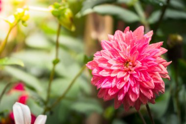 Renkli çiçeklerin arkaplan resmi