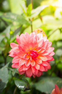 Renkli çiçeklerin arkaplan resmi