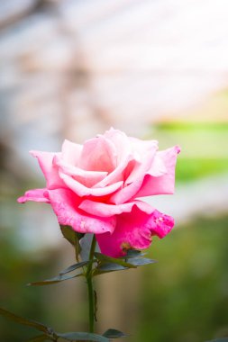 Renkli çiçeklerin arkaplan resmi