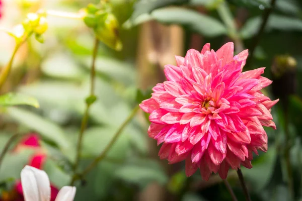 Renkli çiçeklerin arkaplan resmi