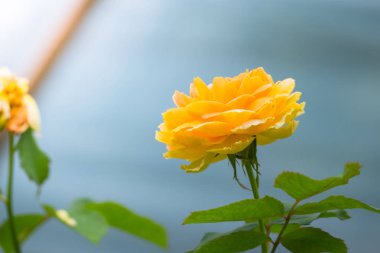 Renkli çiçeklerin arkaplan resmi