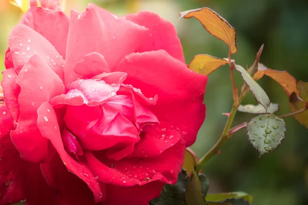 Renkli çiçeklerin arkaplan resmi