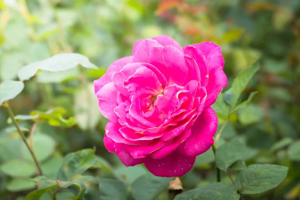 Renkli çiçeklerin arkaplan resmi